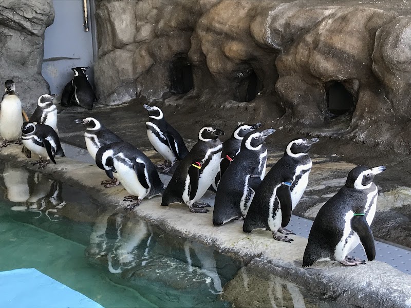 しながわ水族館