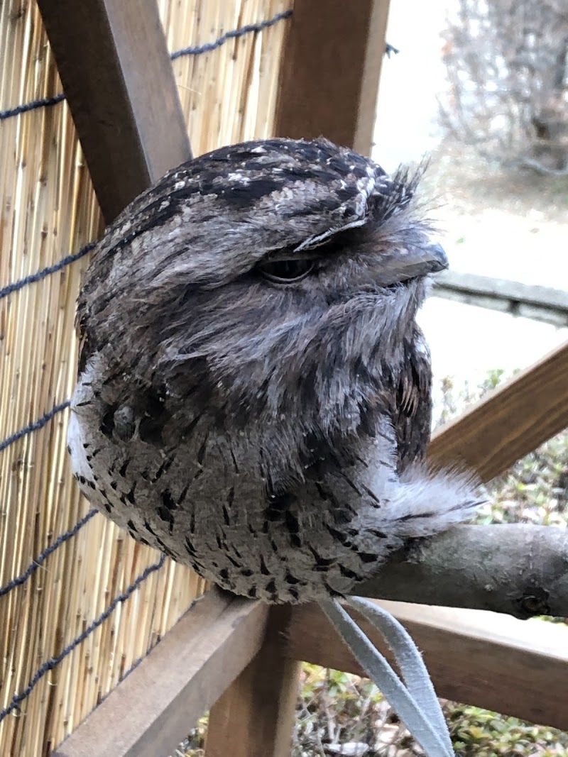 キャンベルタウン野鳥の森
