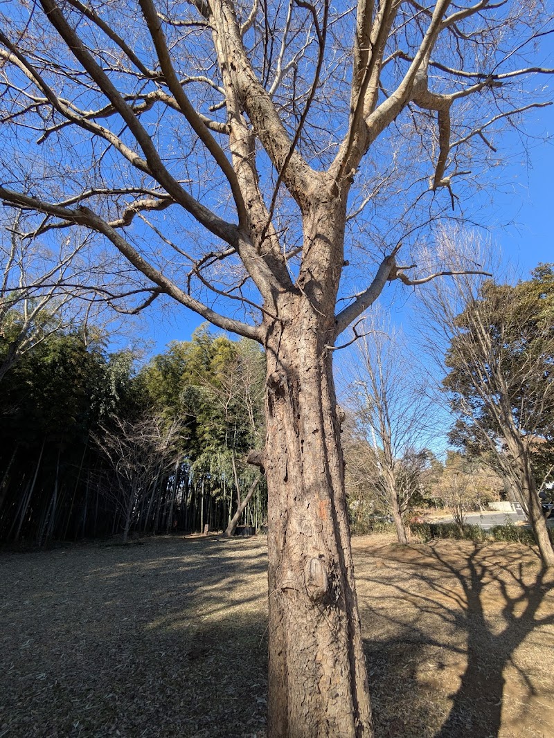 森の美術館