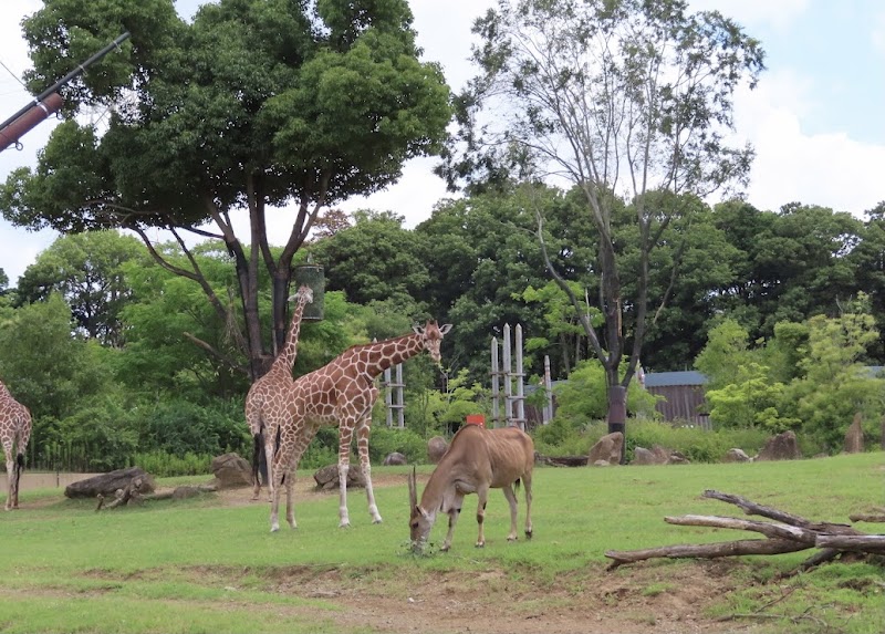 横浜動物の森公園（よこはま動物園ズーラシア）