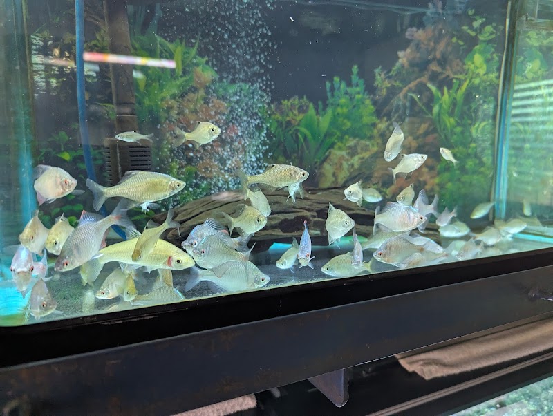 街のミニ水族館しおや