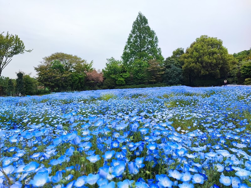 清水公園
