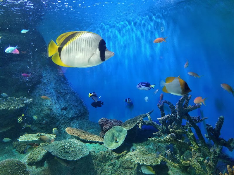 しながわ水族館