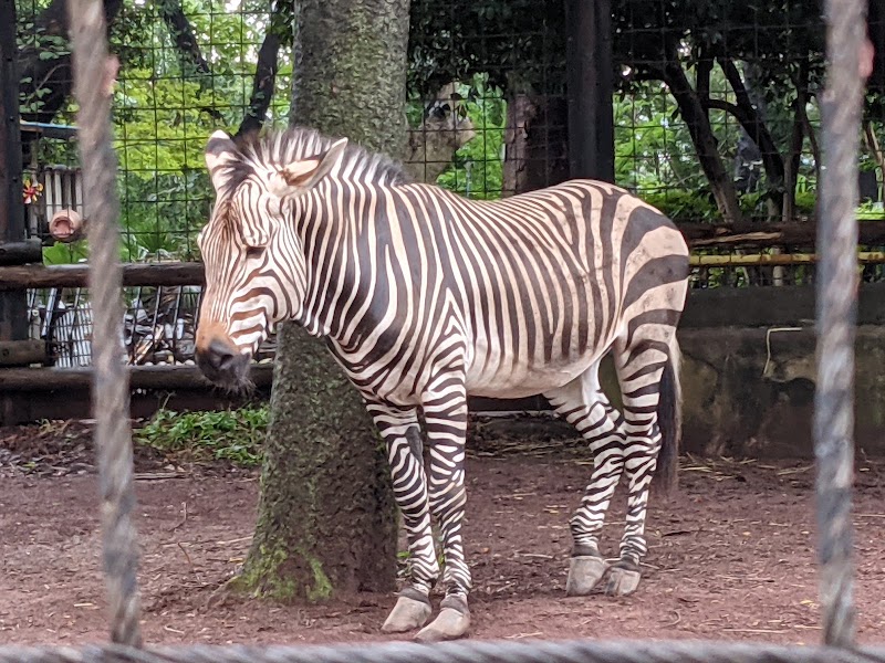 夢見ヶ崎動物公園