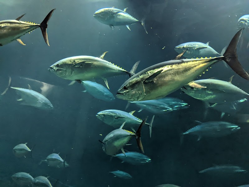 葛西臨海水族園