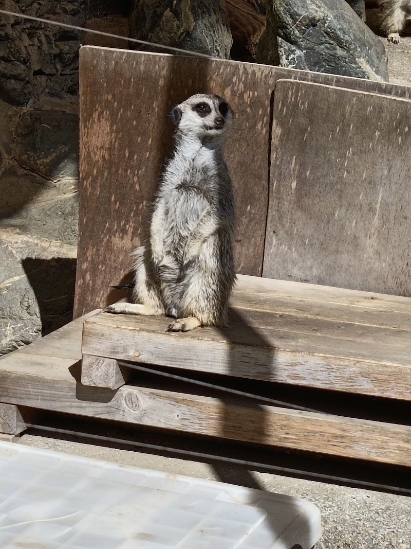 HasedenあげおまんまるZoo