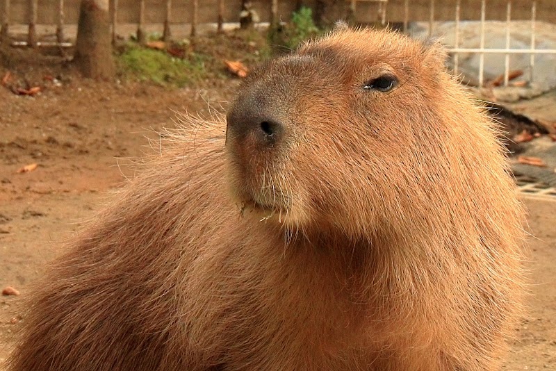 大崎公園 子供動物園