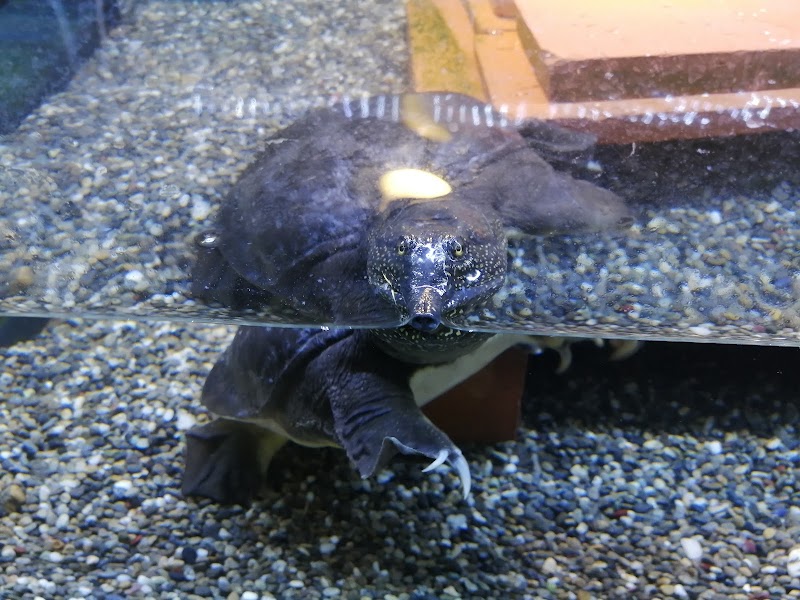 ミニミニ水族館