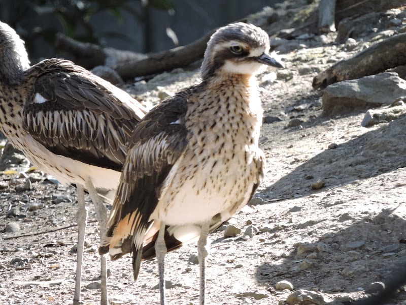キャンベルタウン野鳥の森