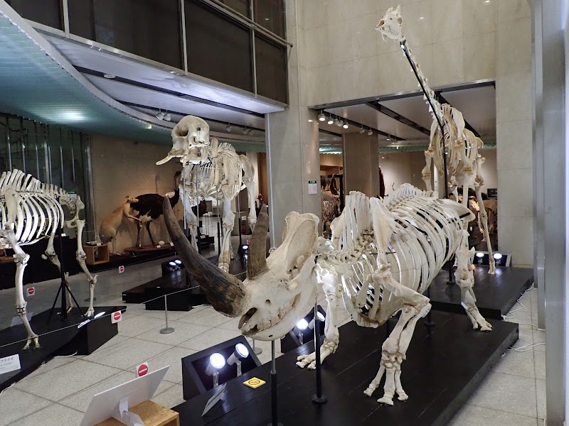 日本大学生物資源科学部博物館 骨の博物館 の写真
