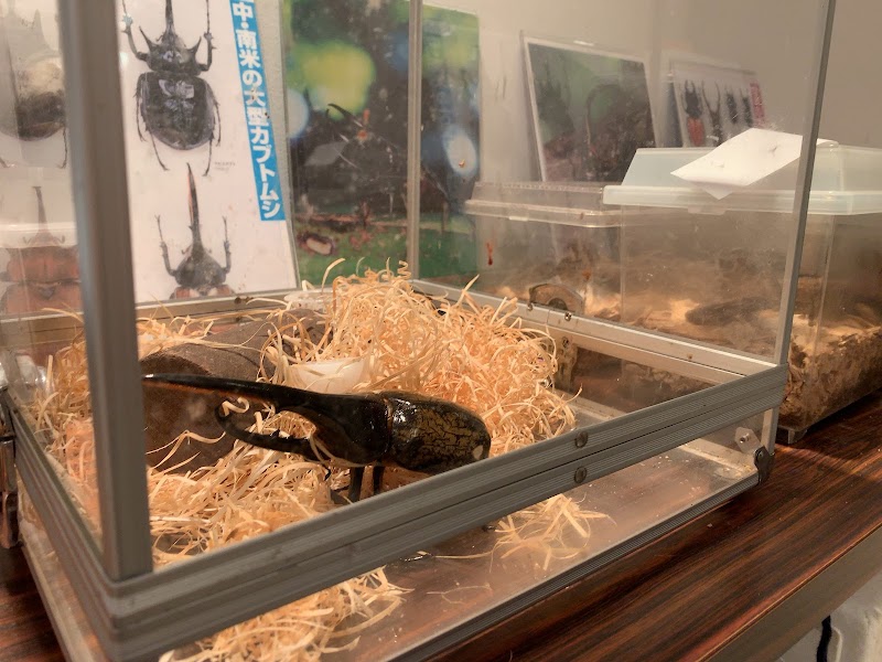 ファーブル昆虫館 「虫の詩人の館」