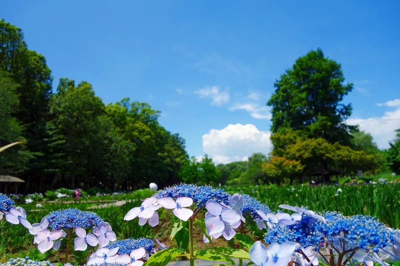 上尾丸山公園