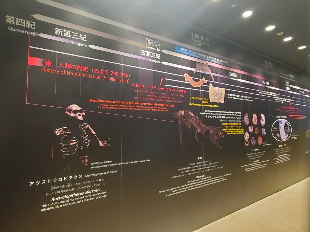 大石化石ギャラリー‐進化の歴史