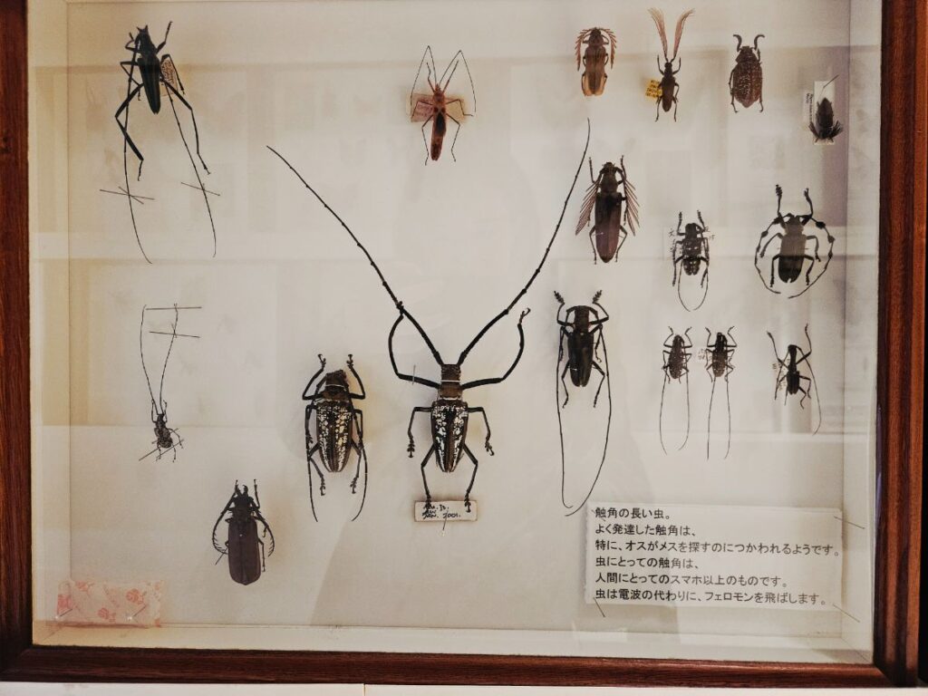 標本がたくさん並ぶ展示室。小さな羽の色や模様まで見えて、大人まで夢中になります!