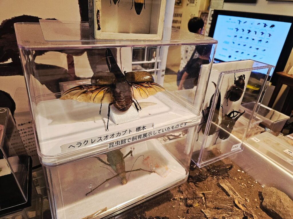 実際に虫を飼っている展示もあり、タイミングによってはふれあいができることも。虫との距離がぐっと近づきます。