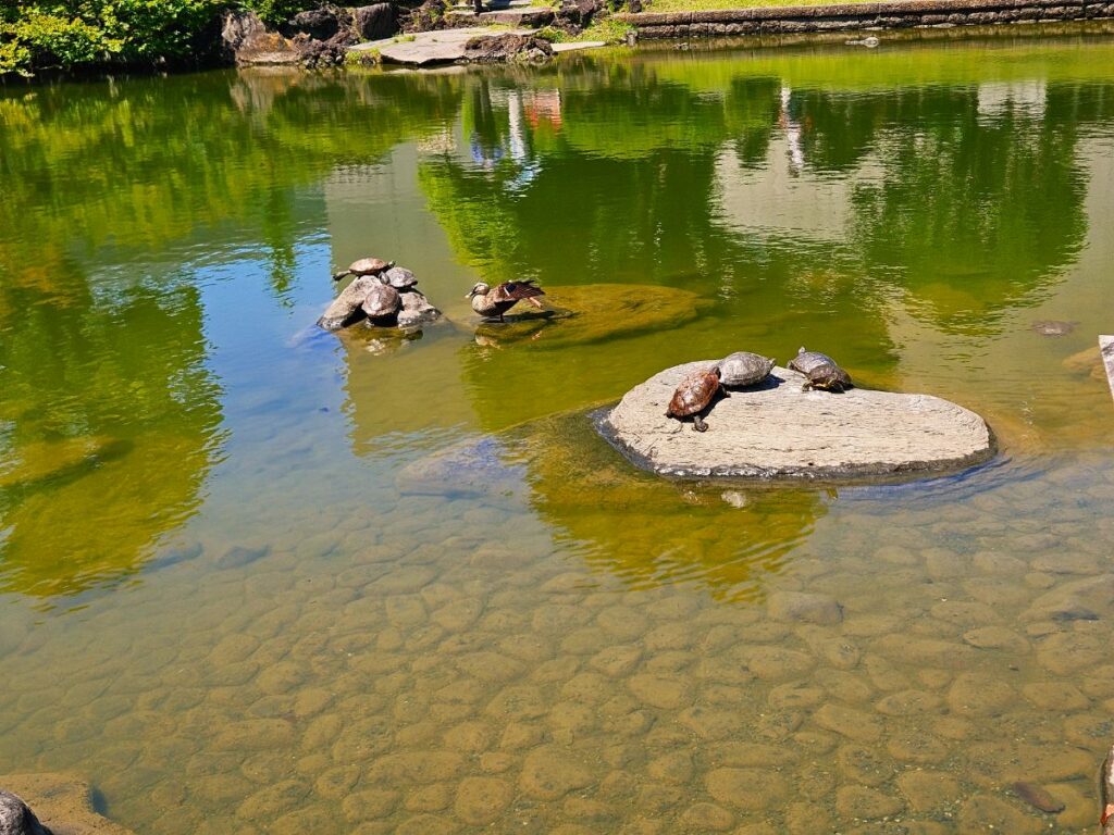 カメや鯉、水鳥など水辺の生き物もたくさん。子どもの生き物探しが止まらない!