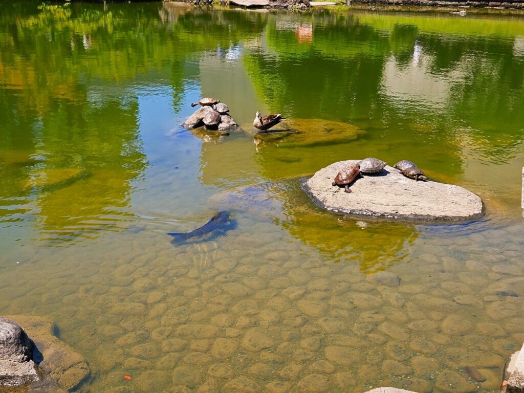 カメや鯉探し、水辺の景色などで幅広い年代の子どもが楽しめそう!