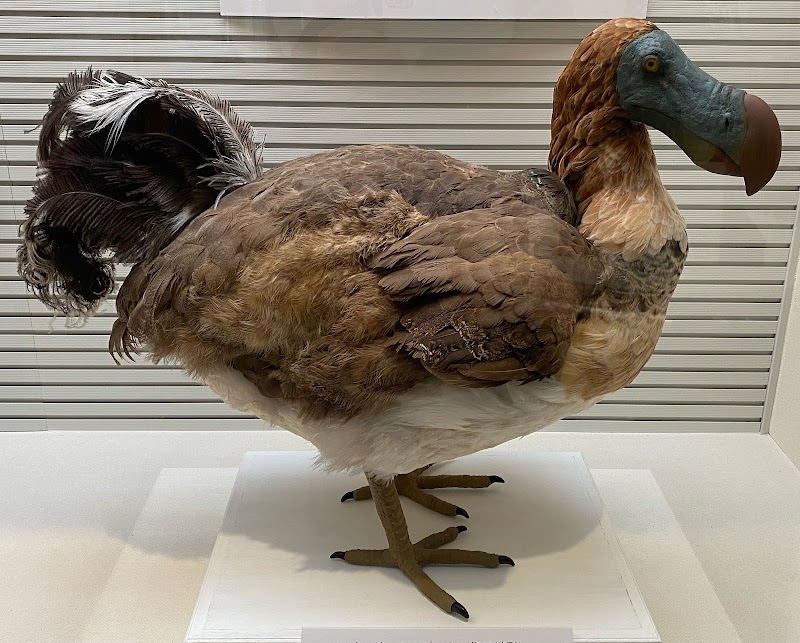 我孫子市 鳥の博物館