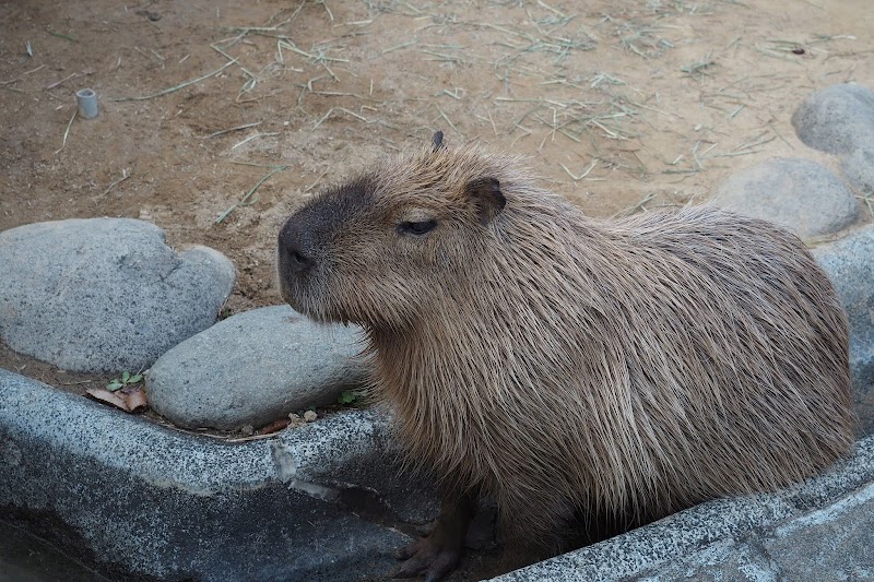 未来へはばたけ 山田製作所 桐生が岡動物園
