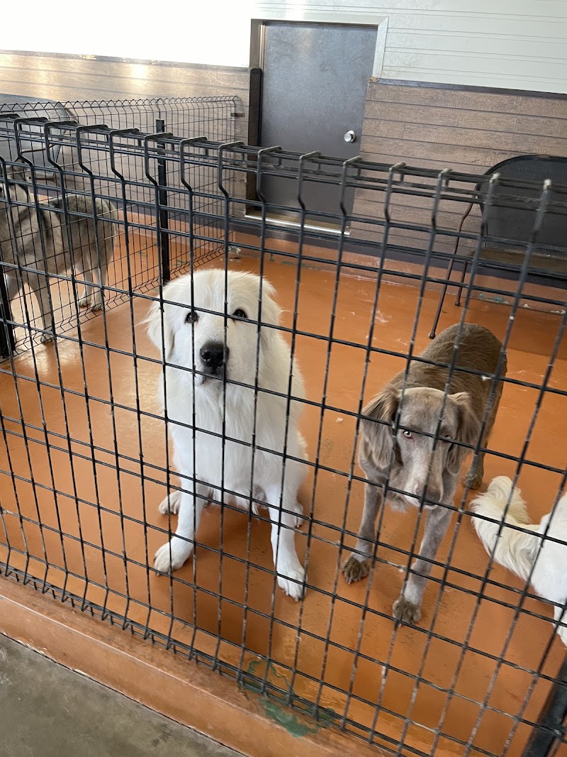 世界の名犬牧場