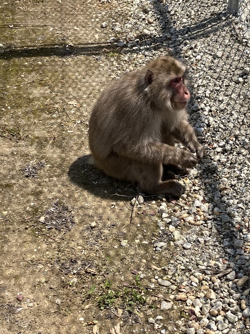 高宕山自然動物園