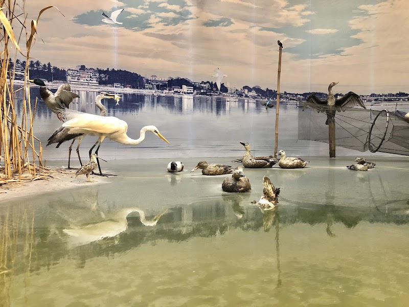 我孫子市 鳥の博物館