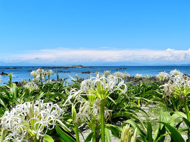天神島臨海自然教育園