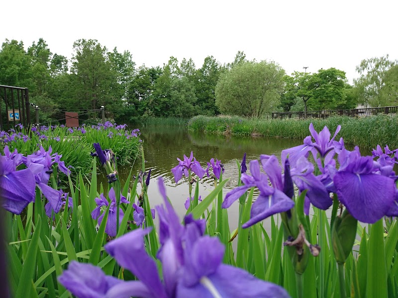 足立区桑袋ビオトープ公園