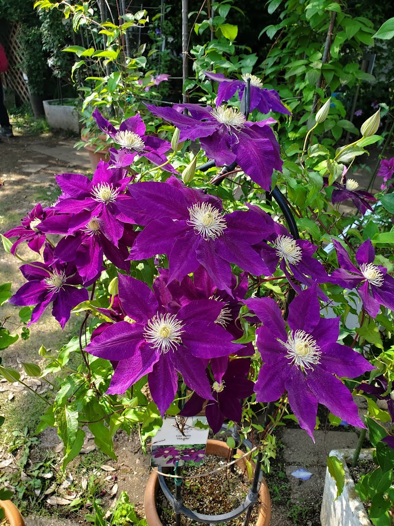 国立科学博物館筑波実験植物園