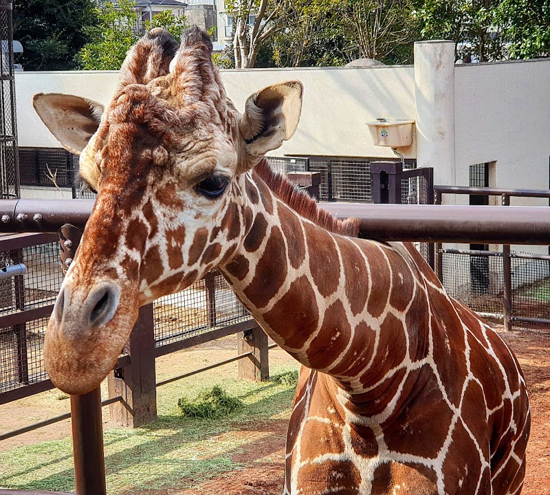 野毛山動物園