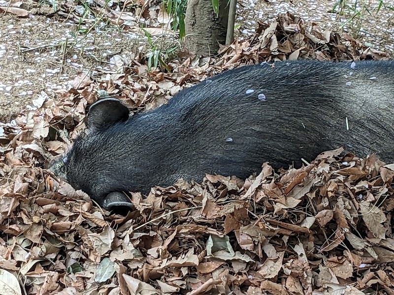 庚申山ミニ動物園