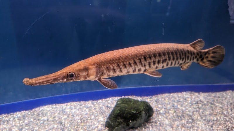 桐生が岡公園 水族館