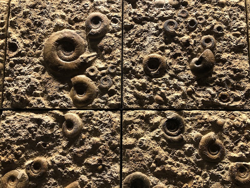 神奈川県立生命の星・地球博物館
