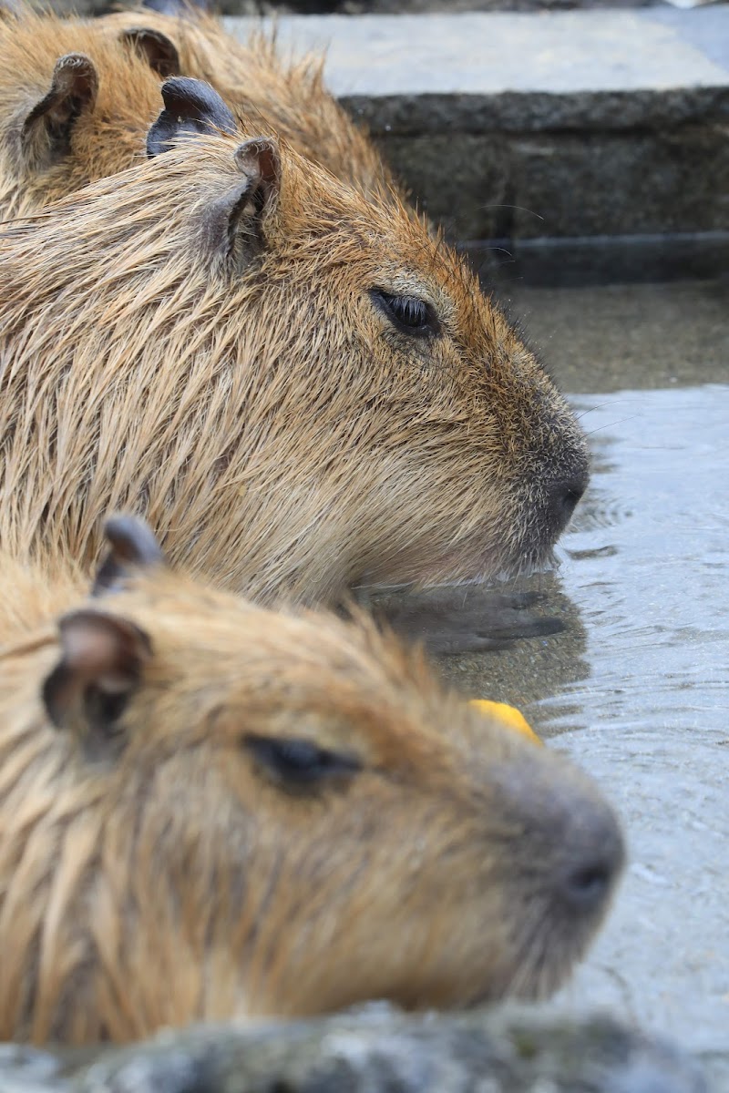 埼玉県こども動物自然公園