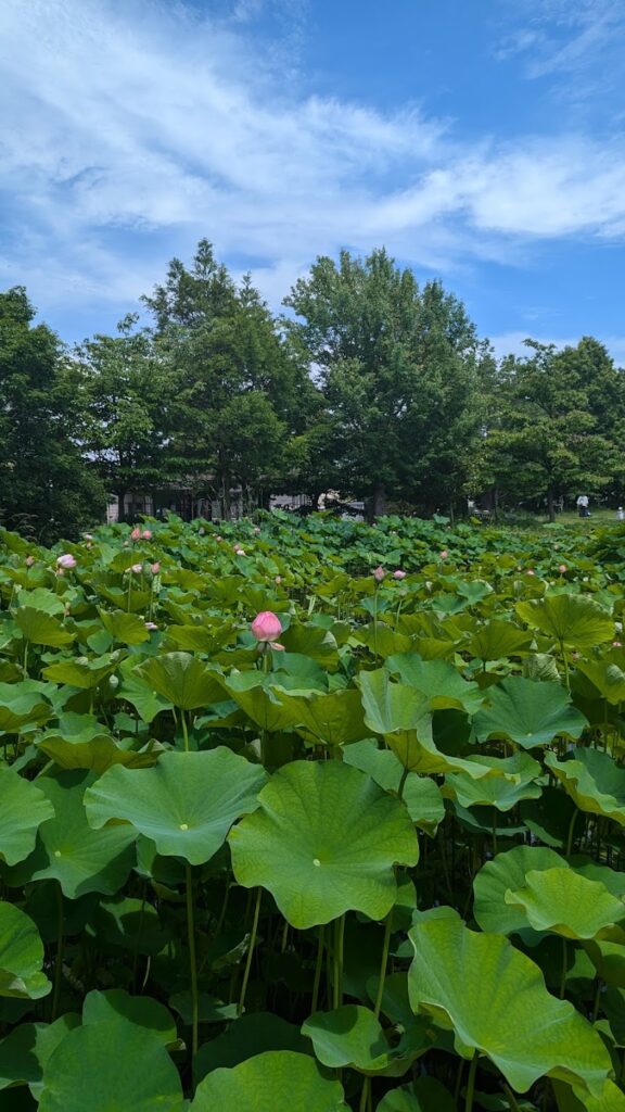 足立区桑袋ビオトープ公園 の写真