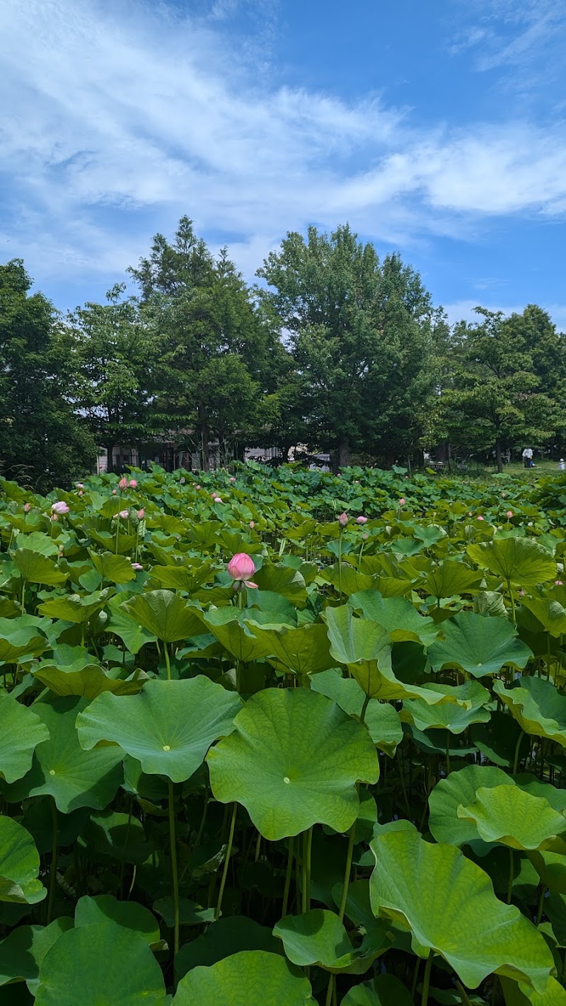 足立区桑袋ビオトープ公園