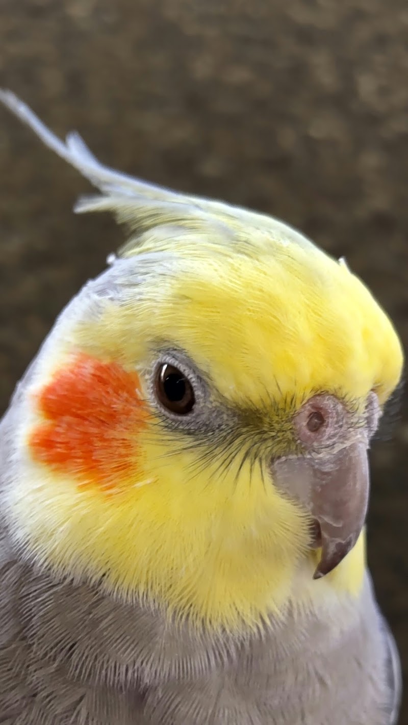 ダチョウ王国 石岡ファーム