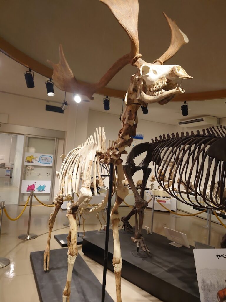 佐野市葛生化石館 の写真