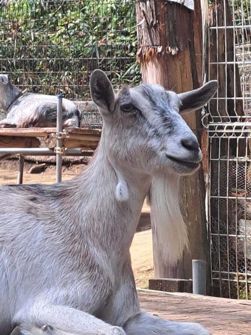 庚申山ミニ動物園