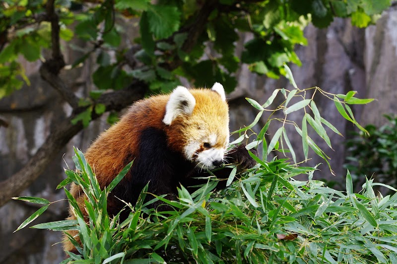 野毛山動物園
