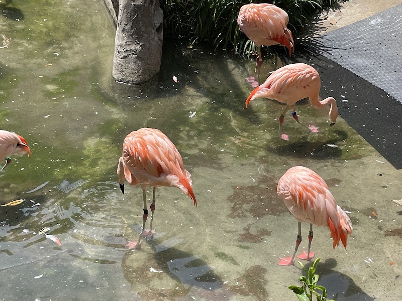野毛山動物園