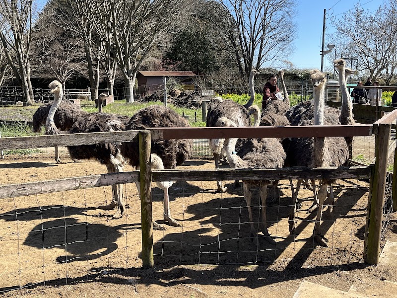 ダチョウ王国 石岡ファーム