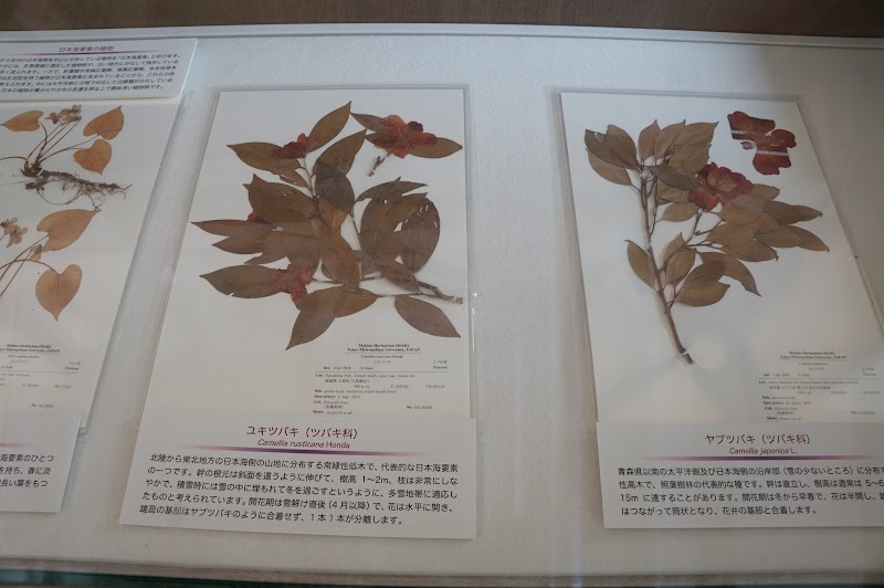 牧野標本館