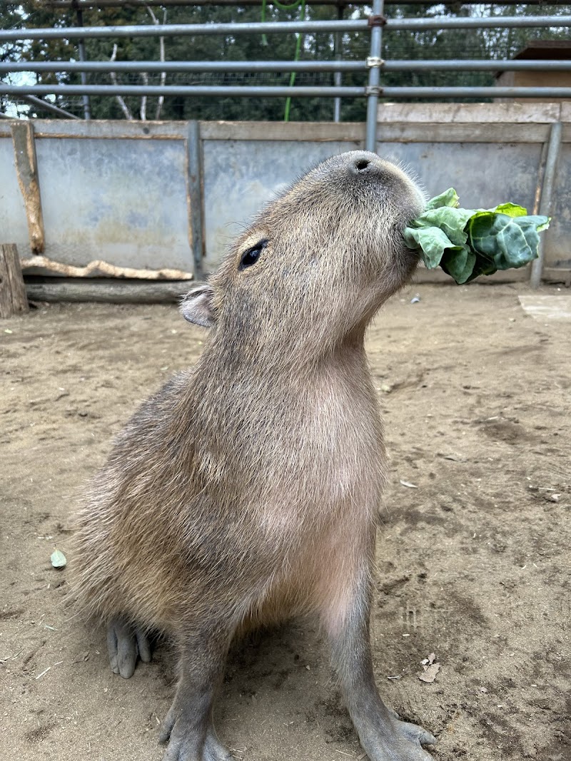 ダチョウ王国 石岡ファーム