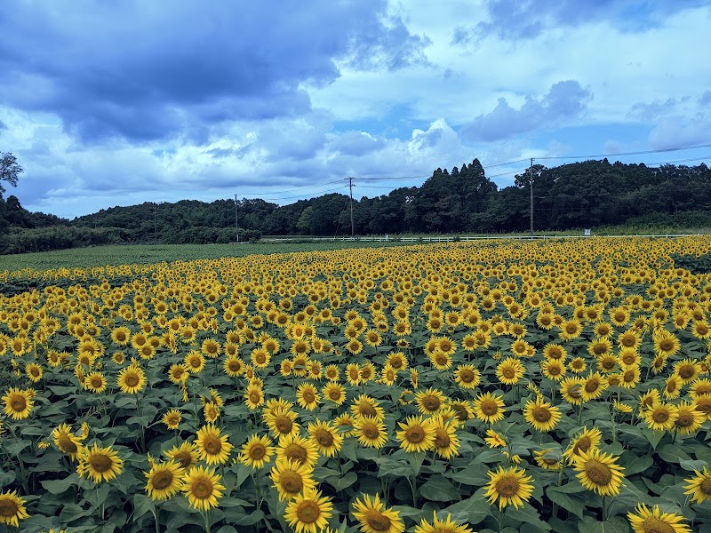 成田ゆめ牧場
