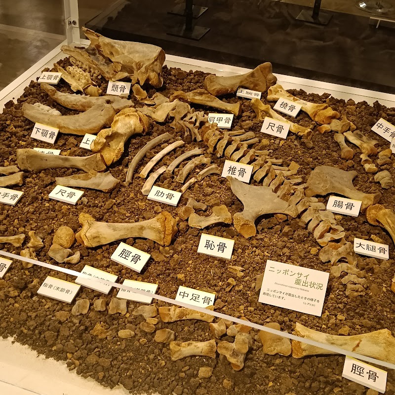佐野市葛生化石館
