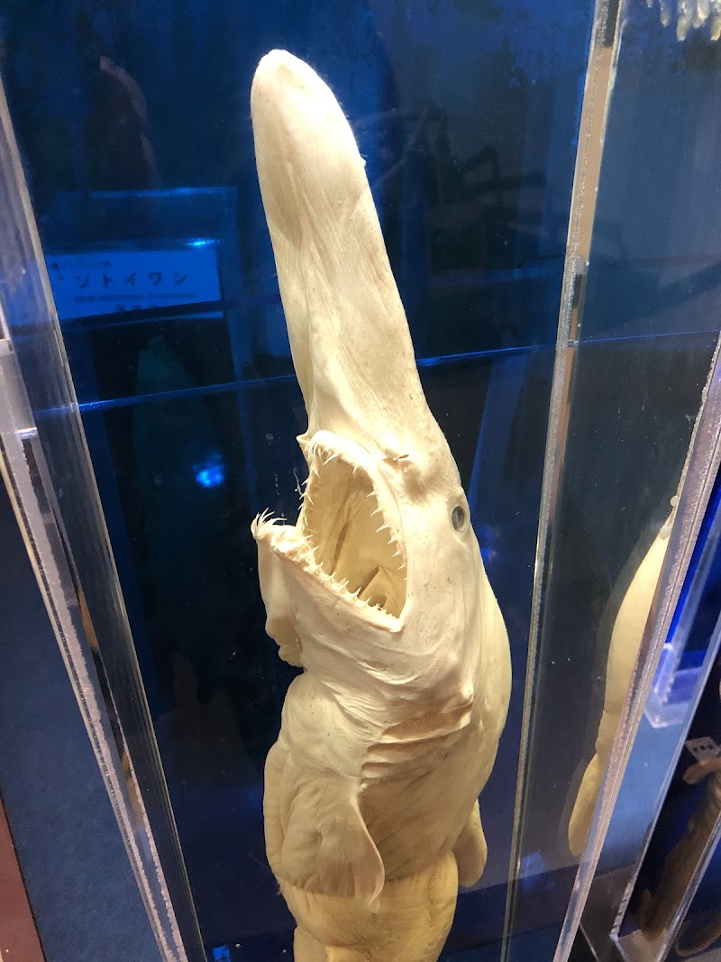 葉山しおさい博物館