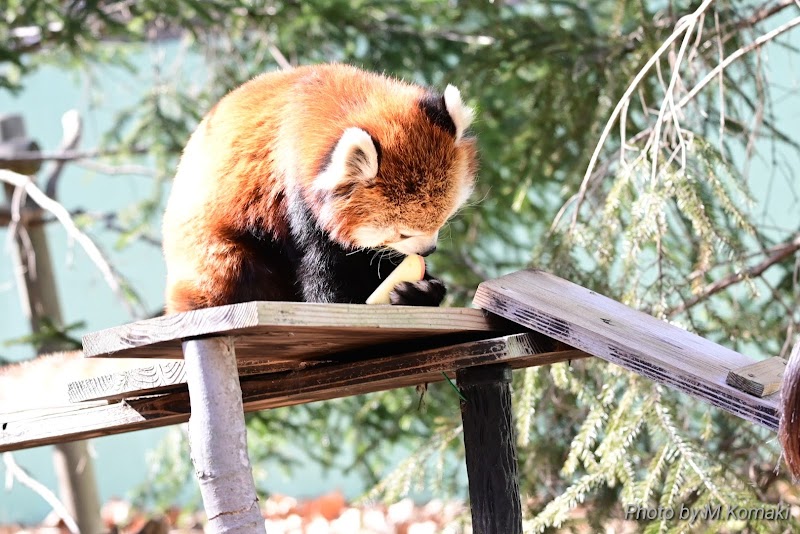 千葉市動物公園