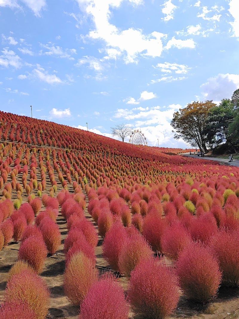 東京ドイツ村