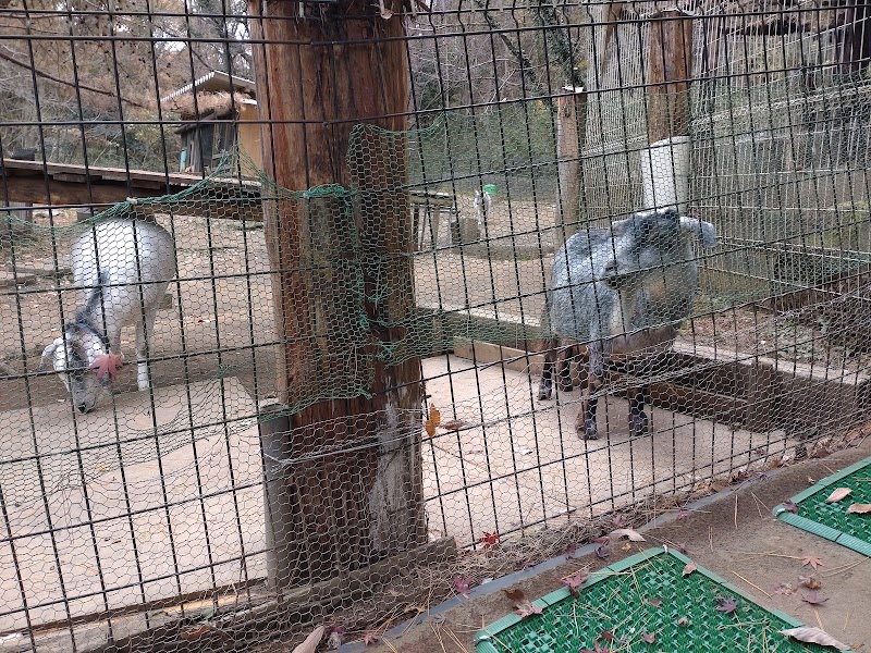 庚申山ミニ動物園
